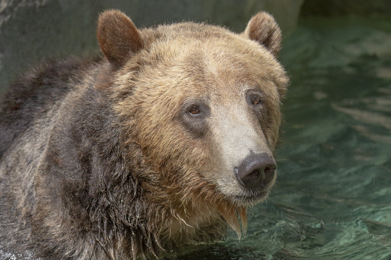 Brown bear