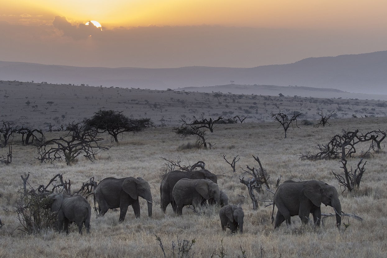 elephants on the savanna at sunset