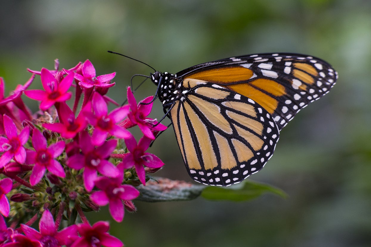 Monarch butterfly