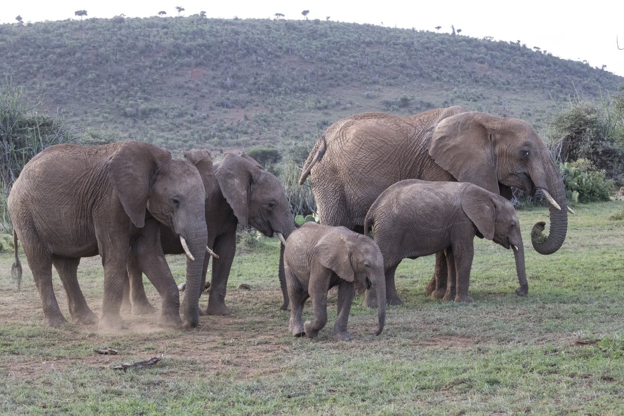 elephants on the savanna at dusk