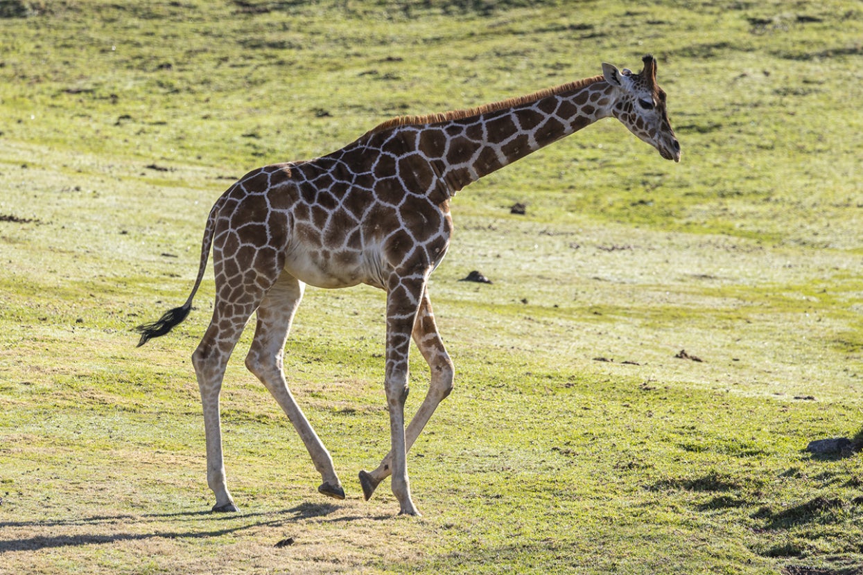 northern giraffe msituni