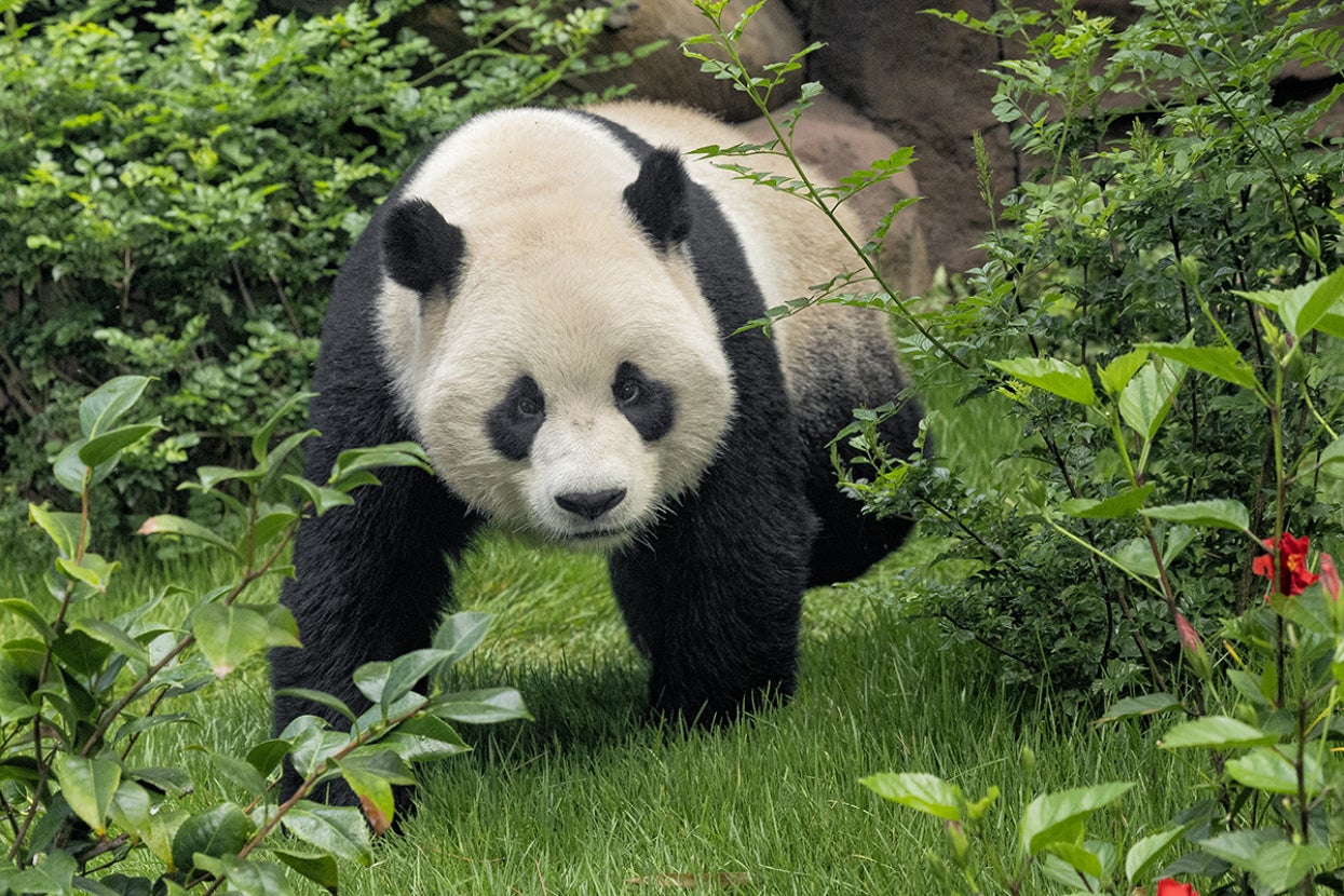 Giant panda bear