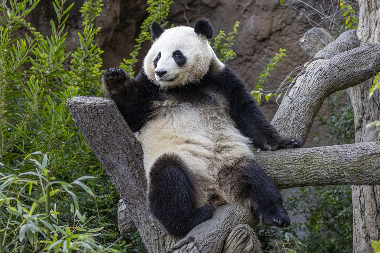 Giant panda