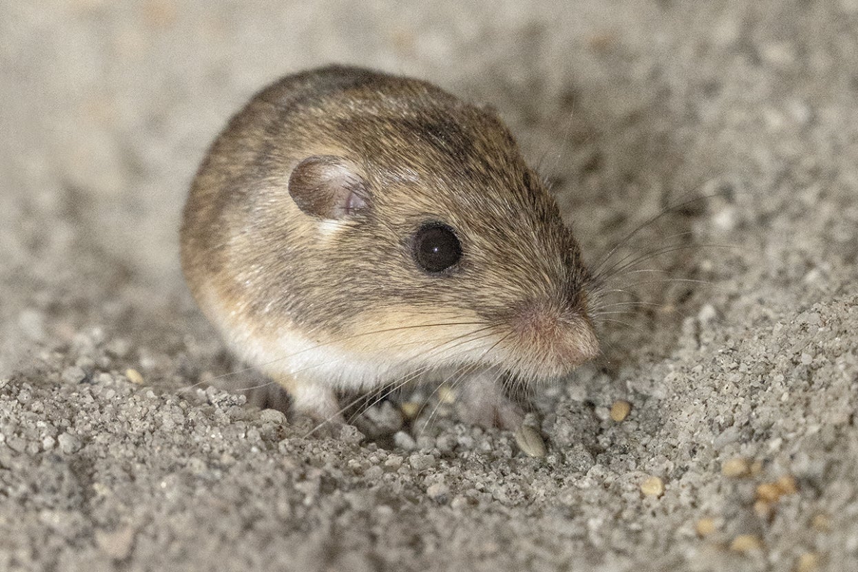 Pacific pocket mouse