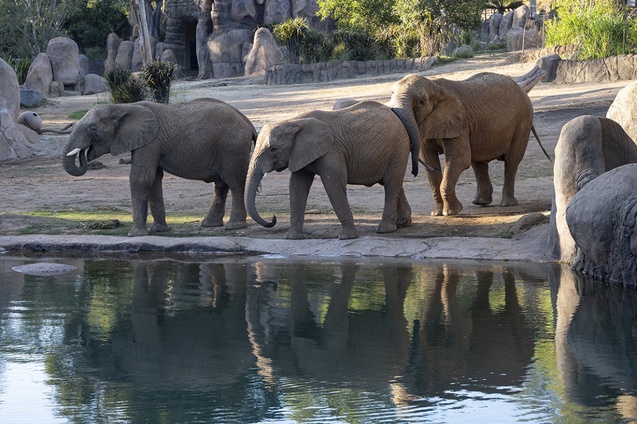 elephants with their reflection at the watering hole at Mkutano House
