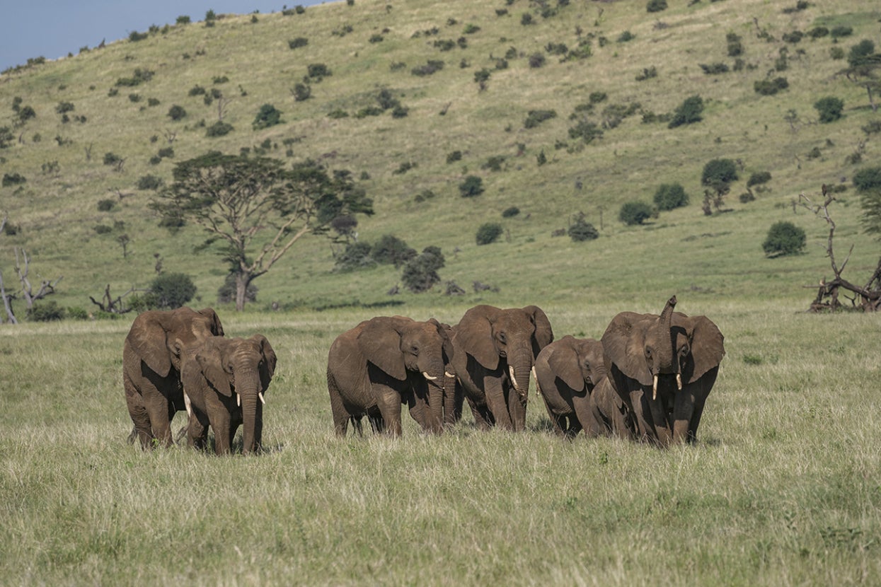 elephants on the savanna