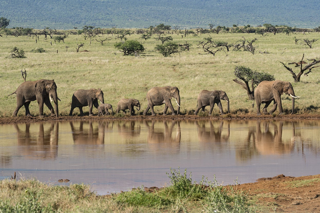 elephants on the savanna walking next to a watering hole