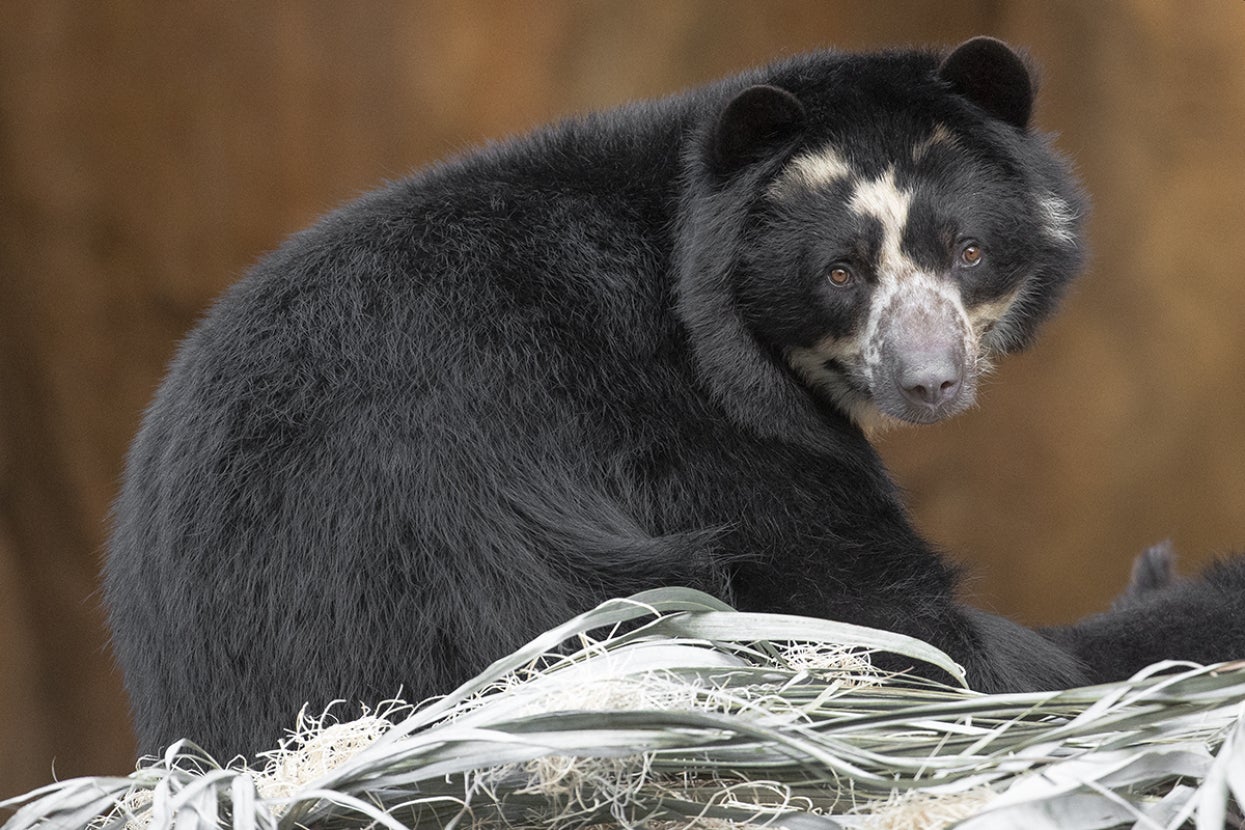 Bearing Witness | San Diego Zoo Wildlife Alliance