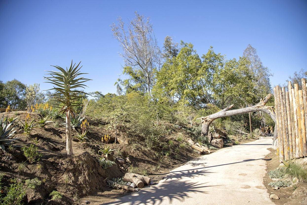 Aloe Hercules by pathway