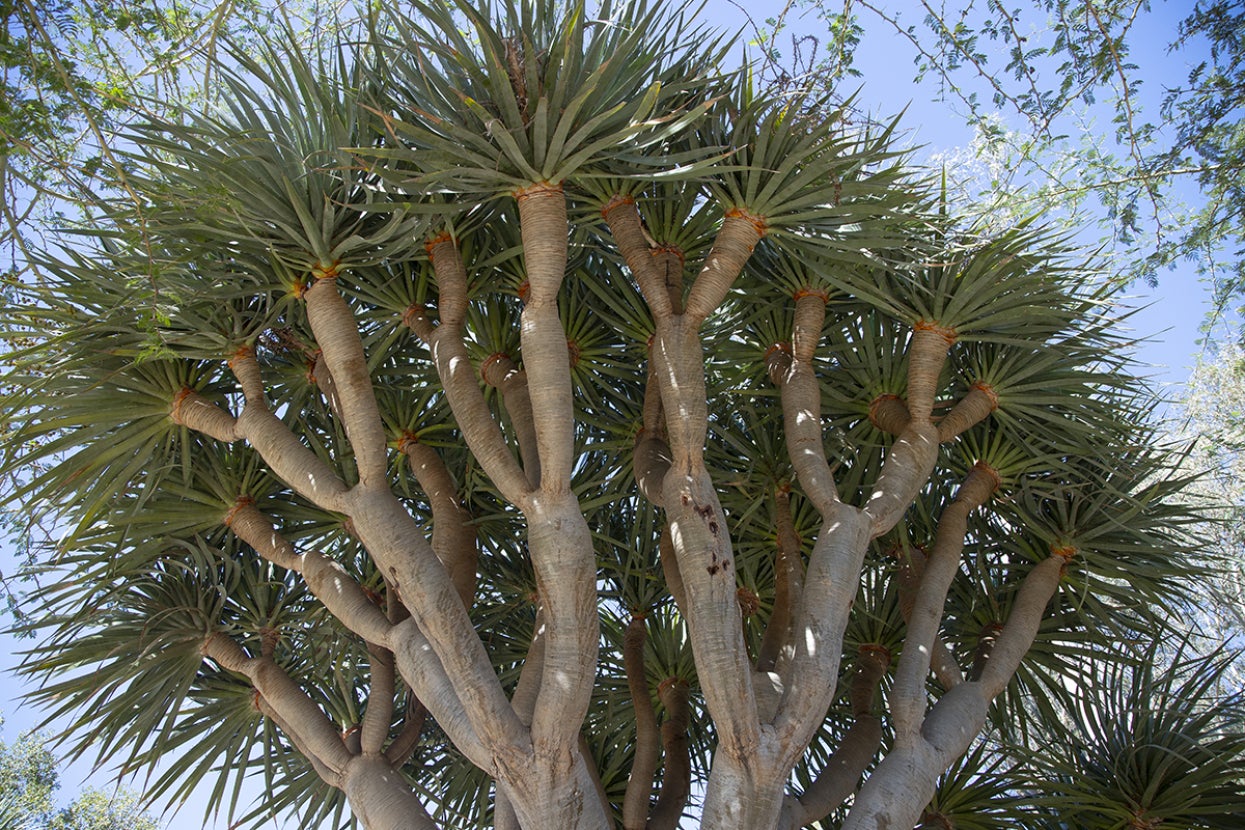 Dragon tree