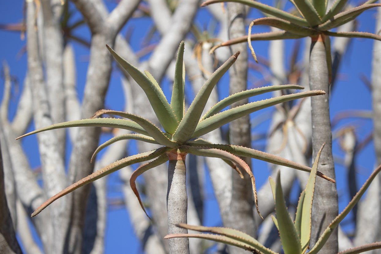 Kokerboom aloe