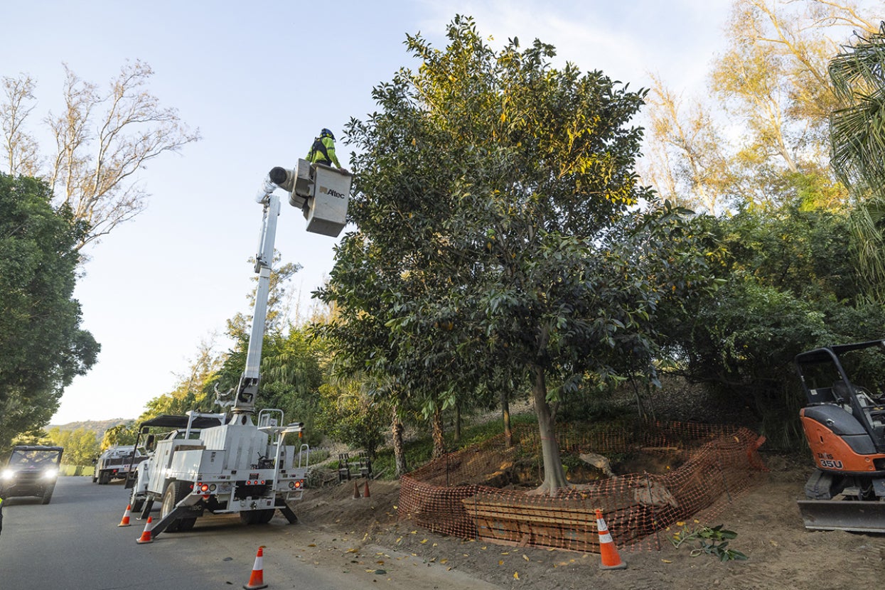 Rusty fig tree with cherry picker lift