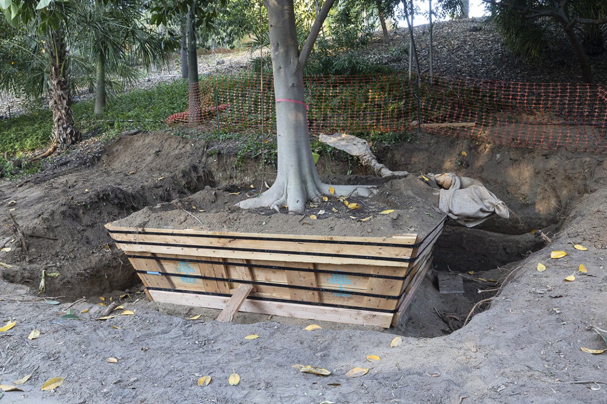 Rusty fig tree with boxed roots