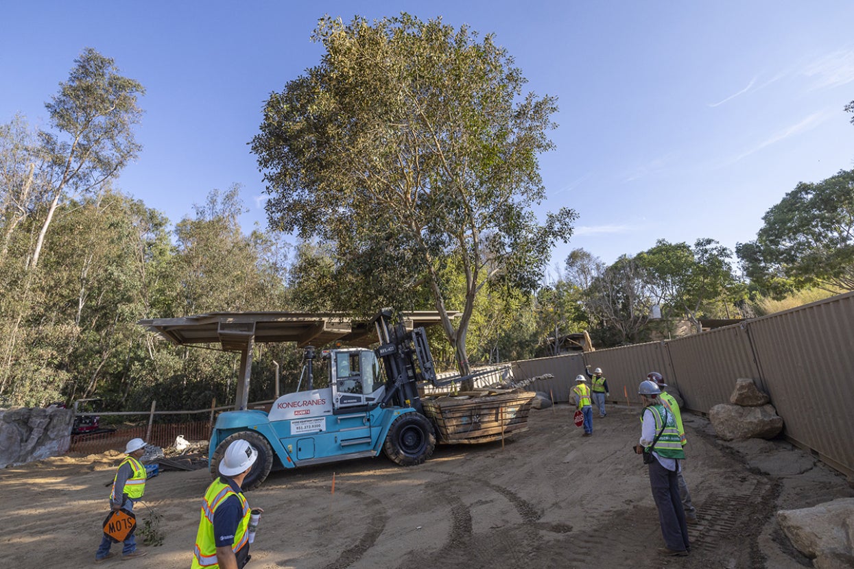 Rusty fig tree being moved into place