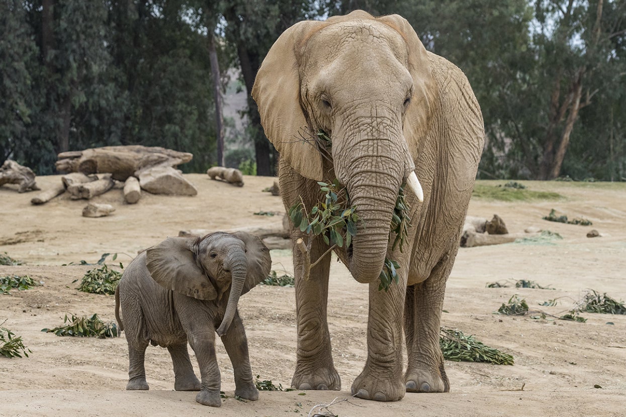 Zuli, a male elephant calf, next to mother, Ndula