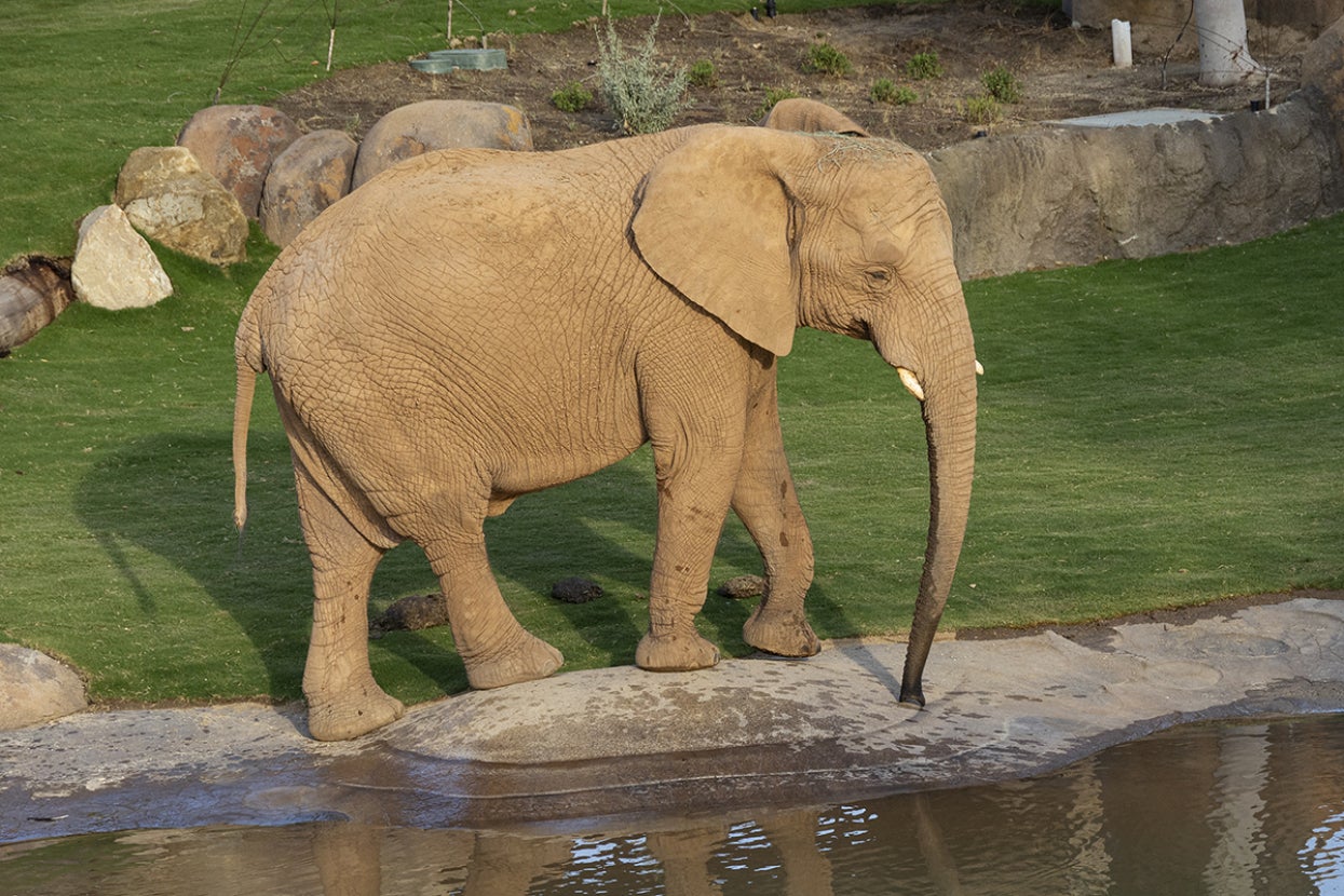 Kami the African elephant