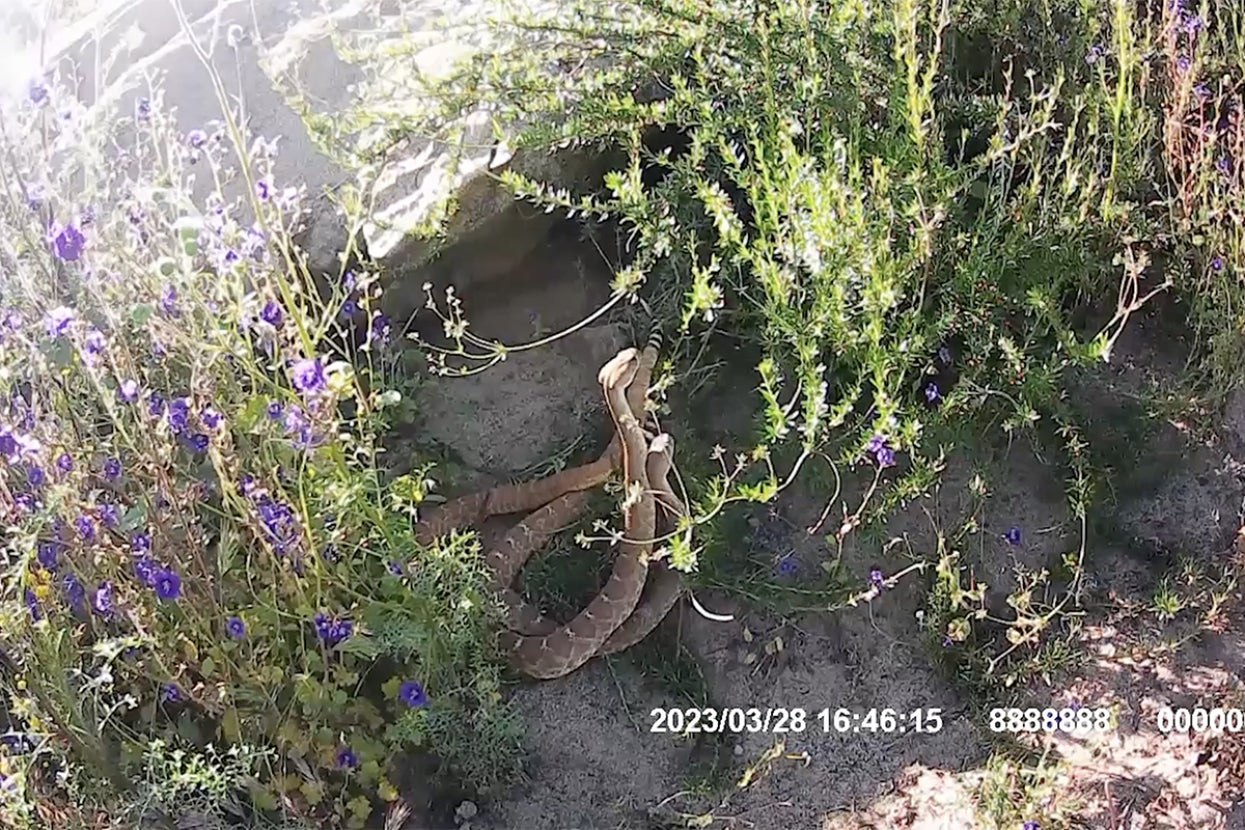 two snakes on the trail camera of the biodiversity reserve