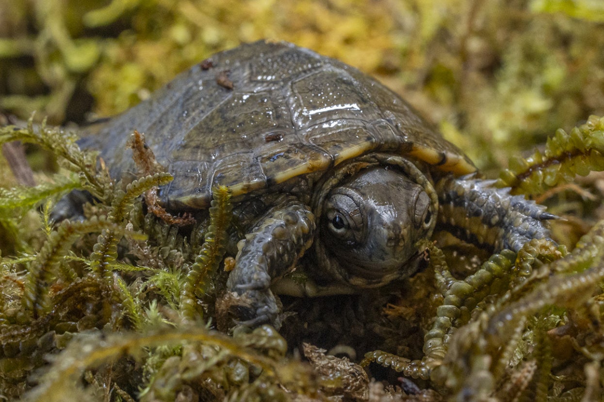 western pond turtle hatchling 
