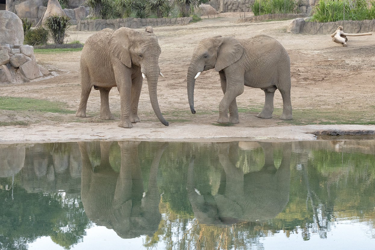 Elephants at watering hole
