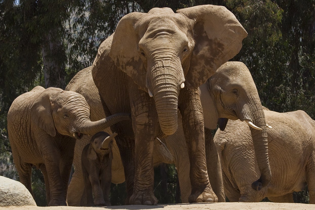 Elephants in alert circle