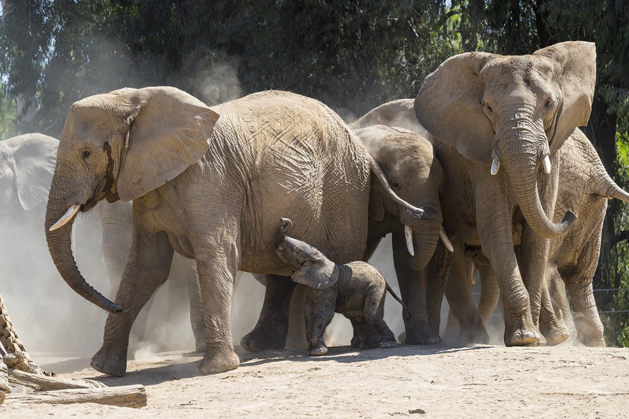 Herd of elephants close together