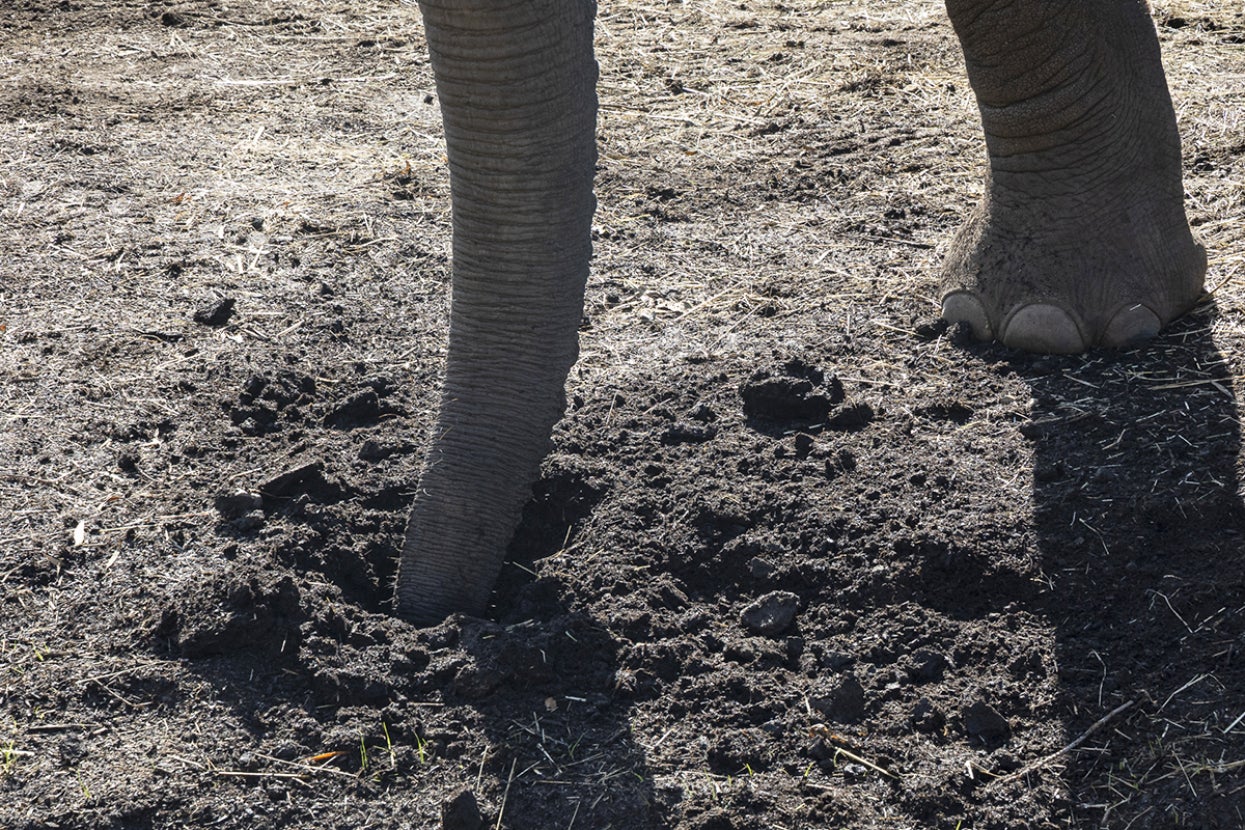 Elephant trunk digging in ground
