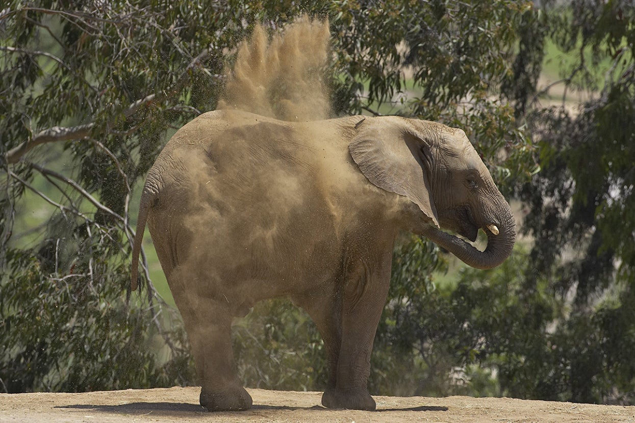 Elephant taking dust bath