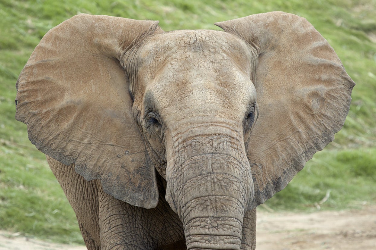 Elephant with ears spread wide