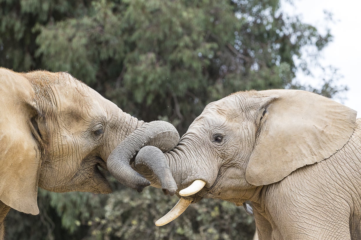 Two elephants with trunks intertwined