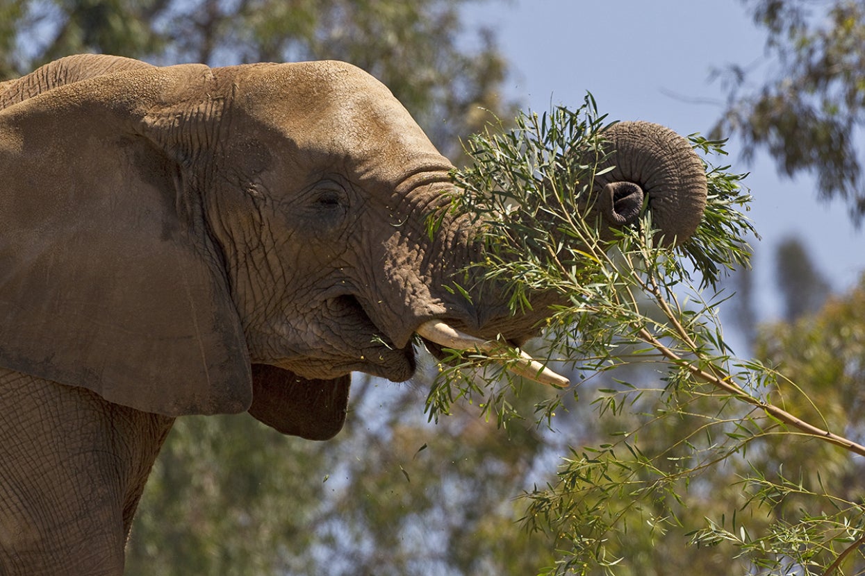Elephant using trunk to eat tree branch