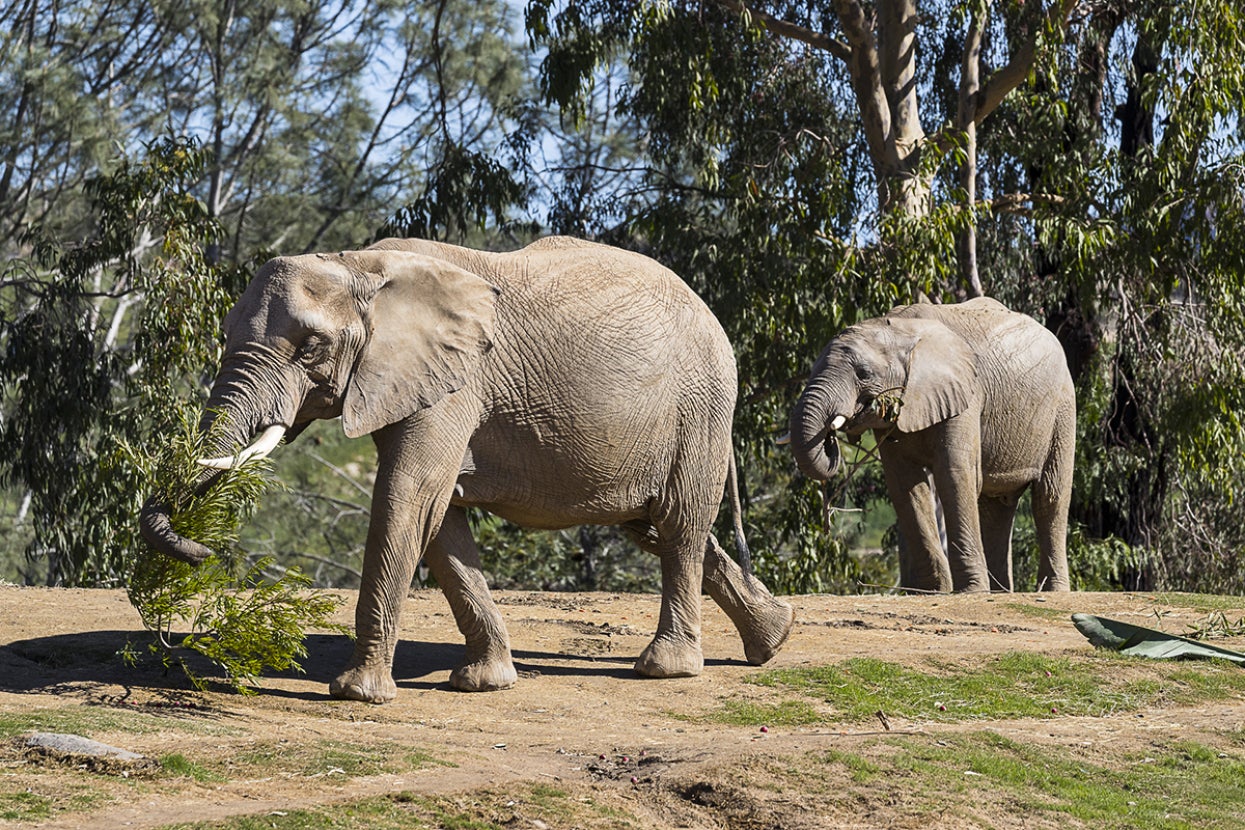 Elephant walking carrying branch