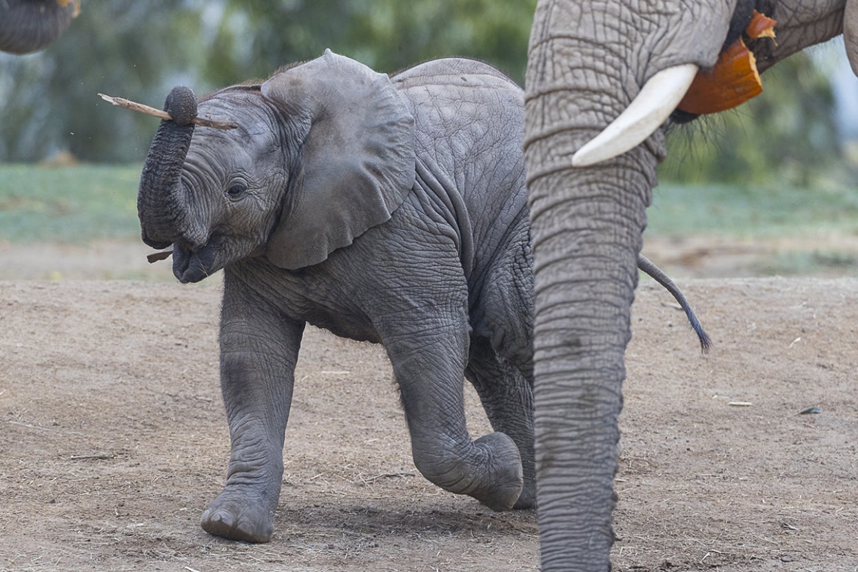Elephant calf carrying stick