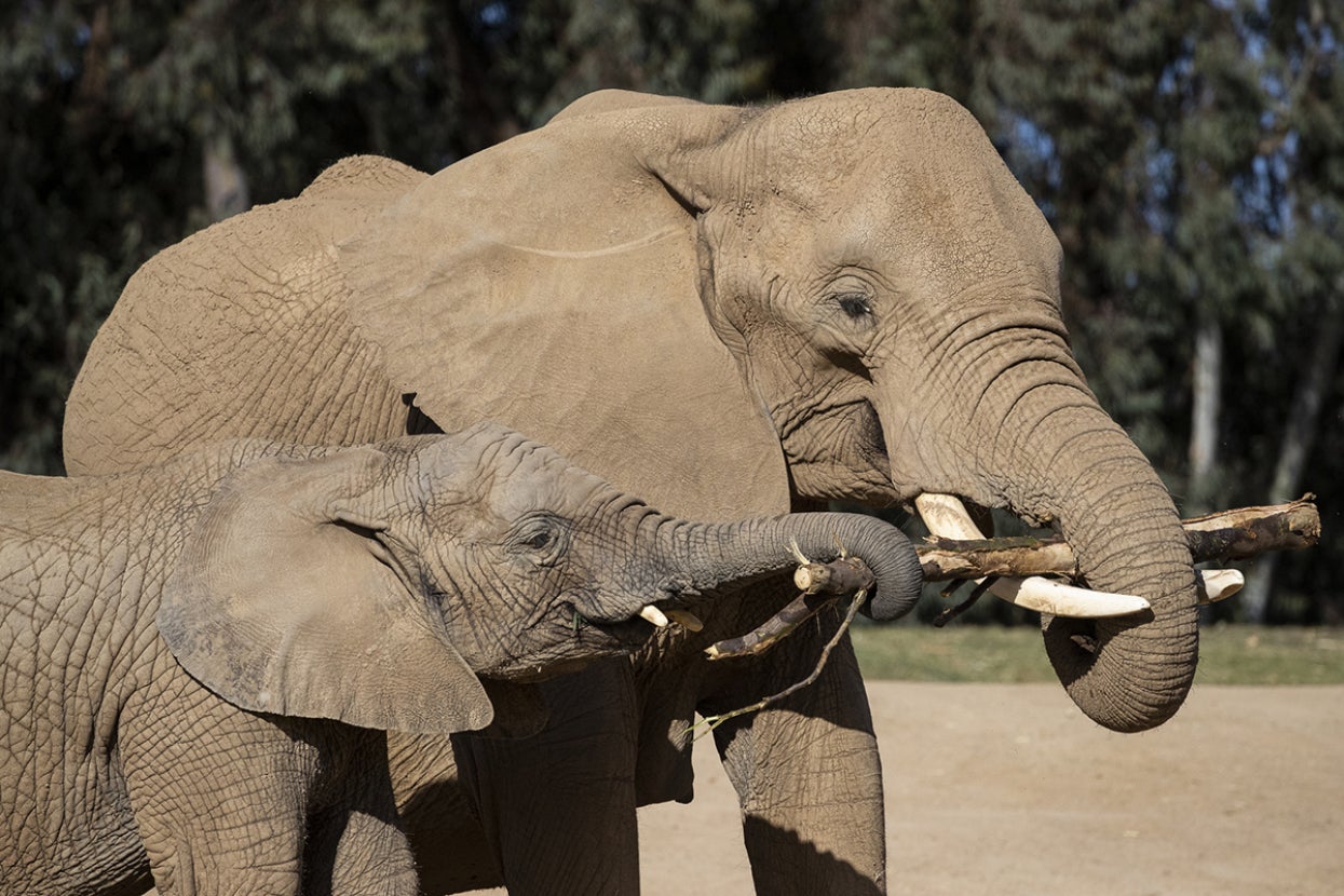 Two elephants holding stick