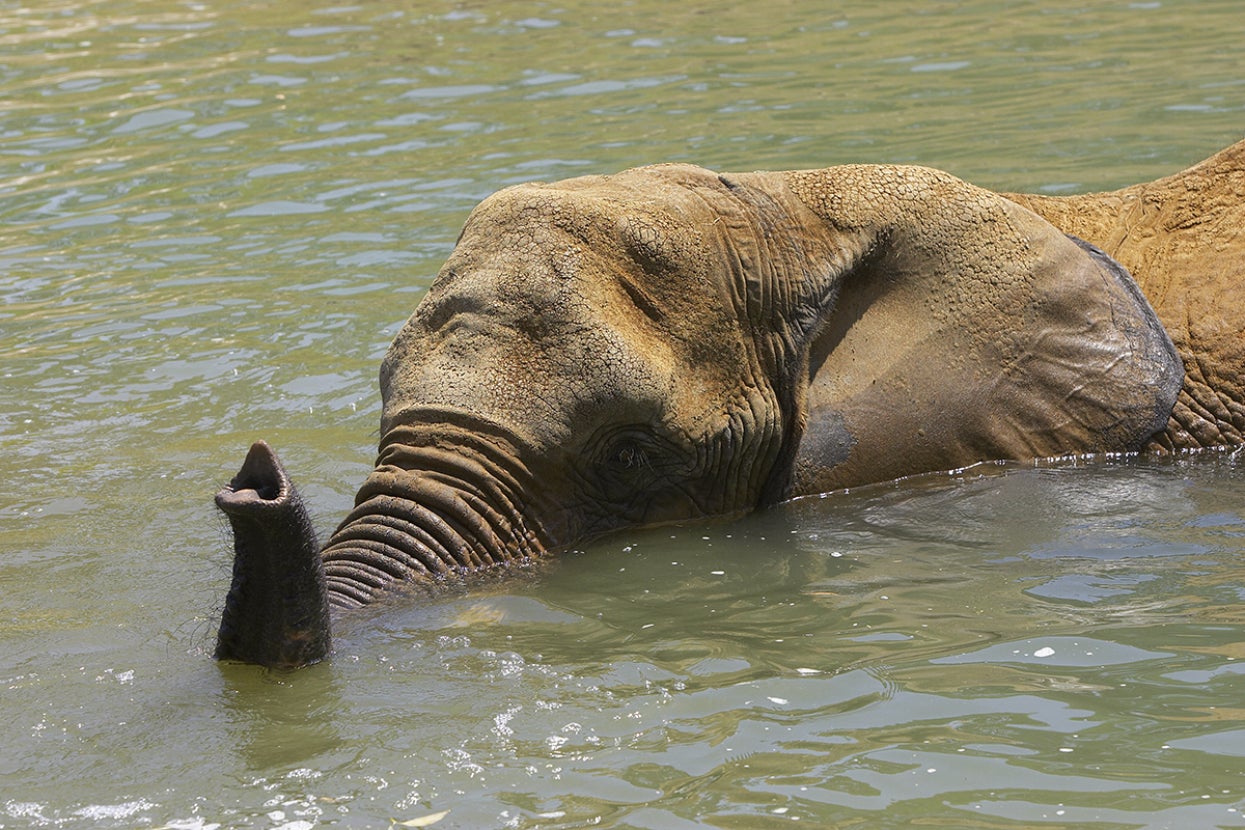 Elephant swimming with trunk out of water
