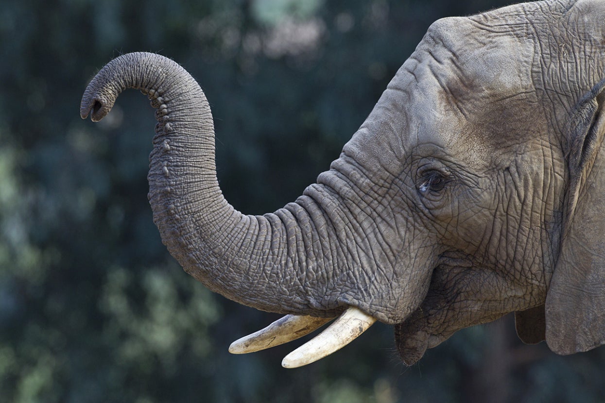 Elephant with trunk raised
