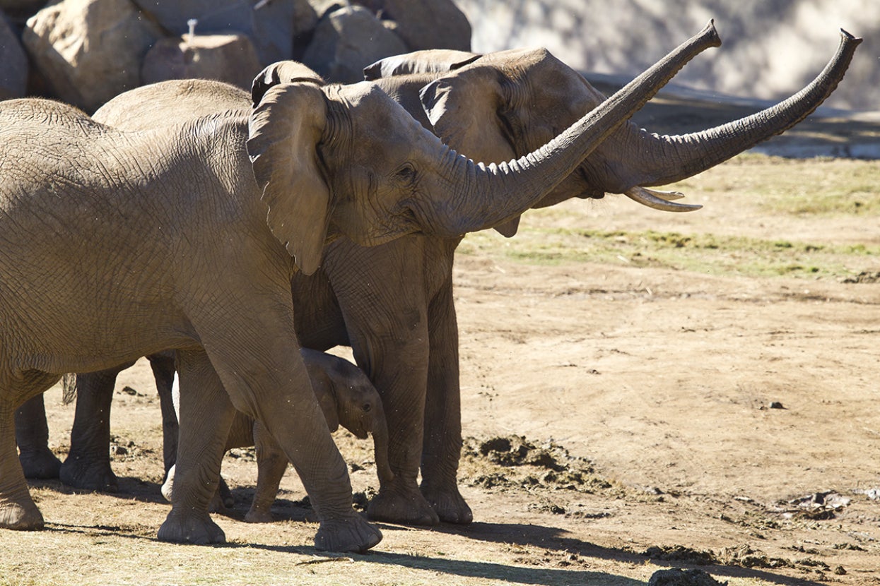 Two elephants with trunks straight out