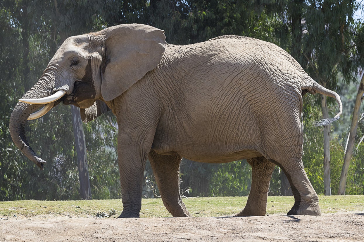 Elephant swinging trunk
