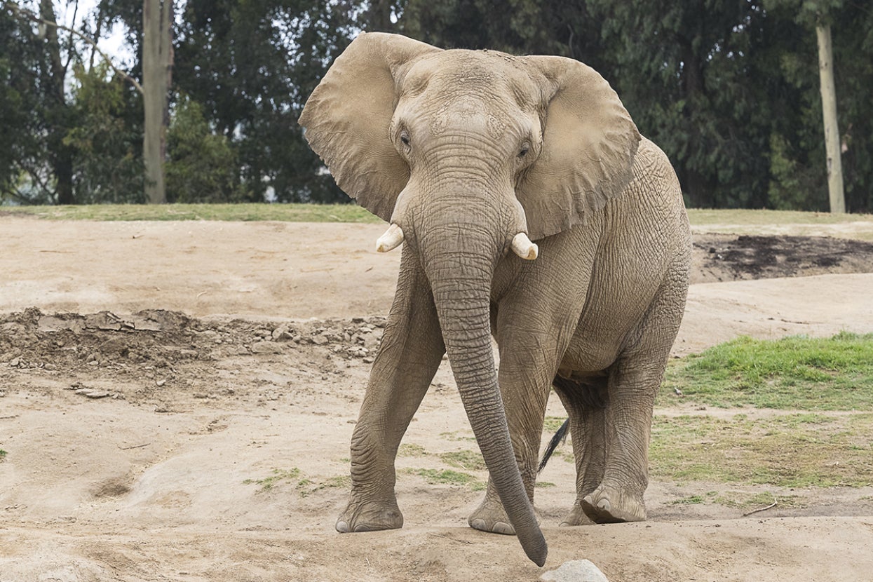 Elephant facing forward and swinging trunk