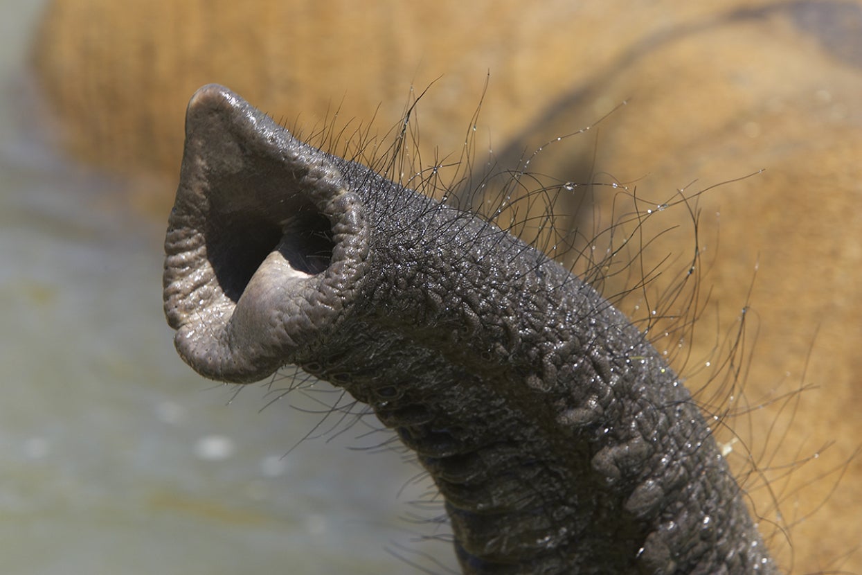 Elephant trunk with nostrils