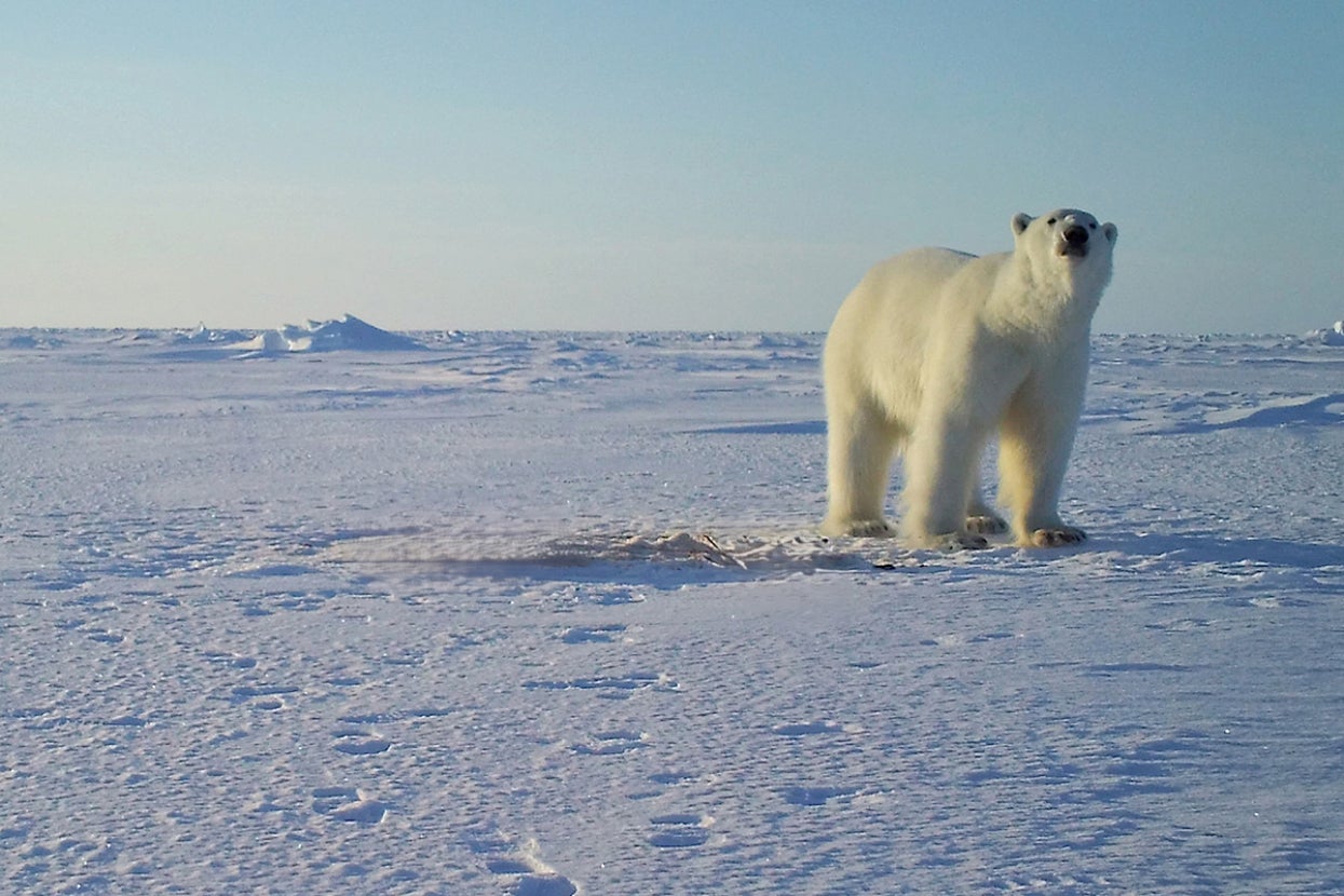 Arctic polar bear on trail camera 