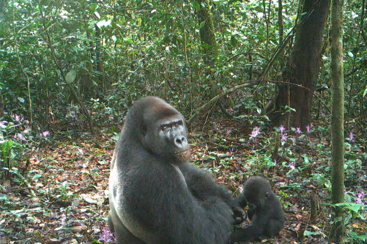 gorilla and infact on trail camera in ebo forest