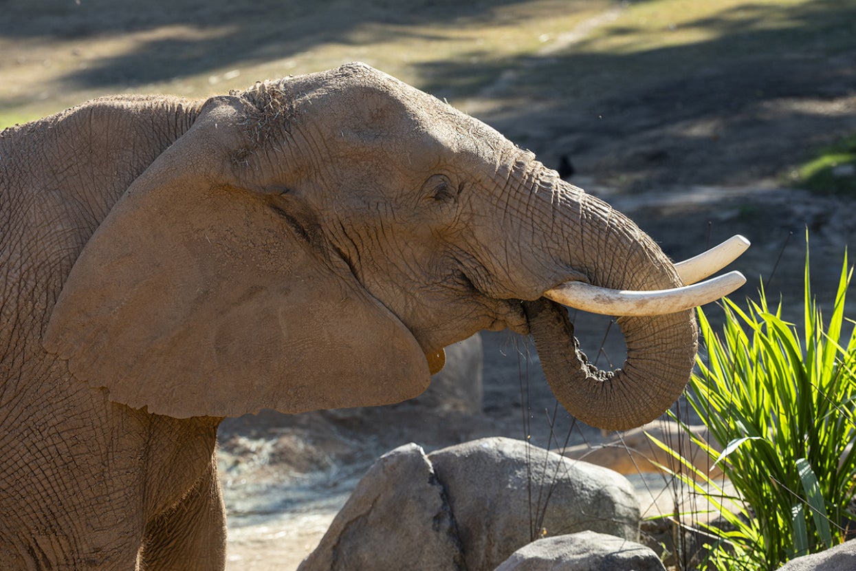 Elephant lifting trunk to its mouth.