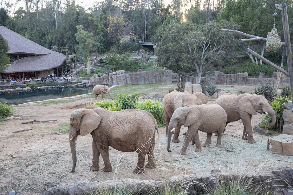 The herd at Elephant Valley.