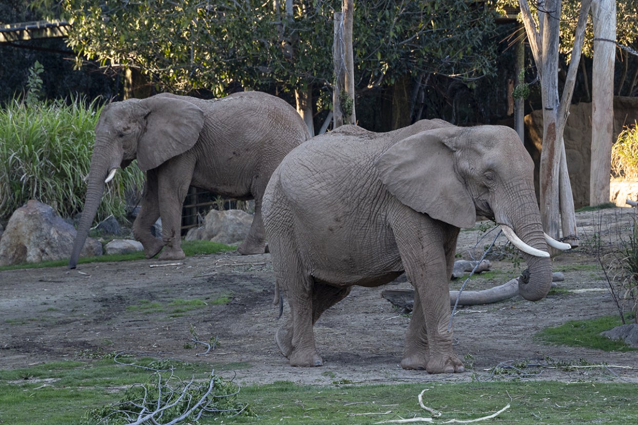 Two elephants forage for food.