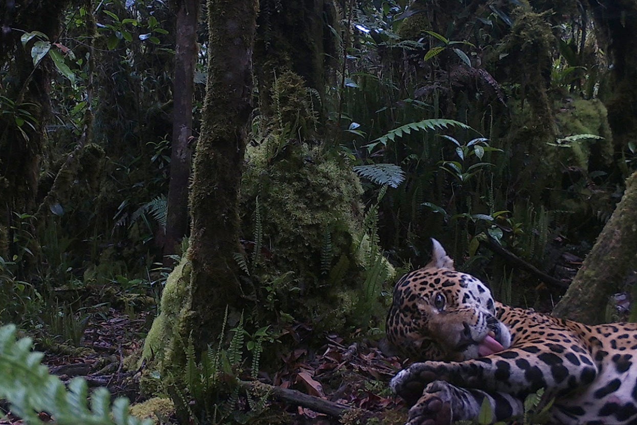jaguar in peru on trail camera