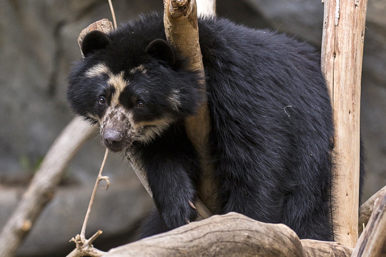 Andean bear
