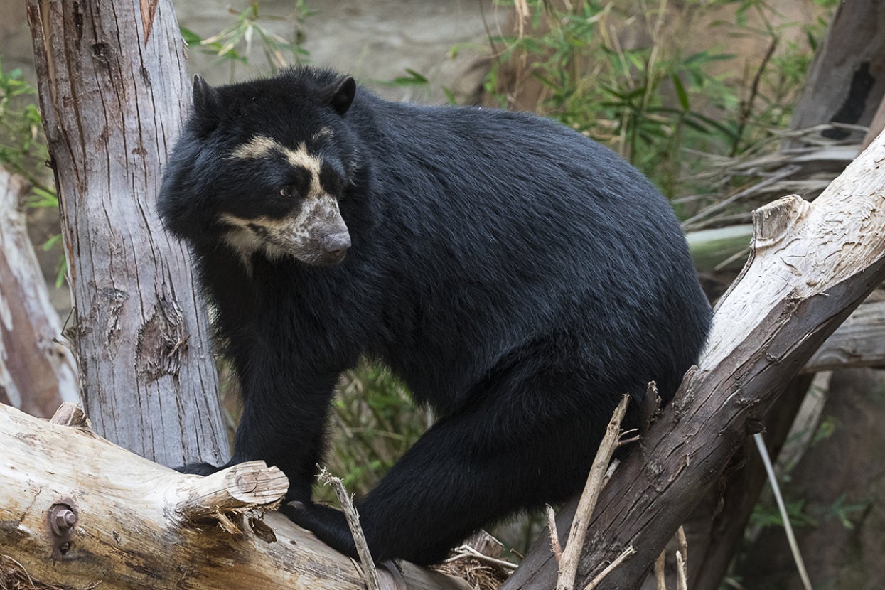 Andean bear