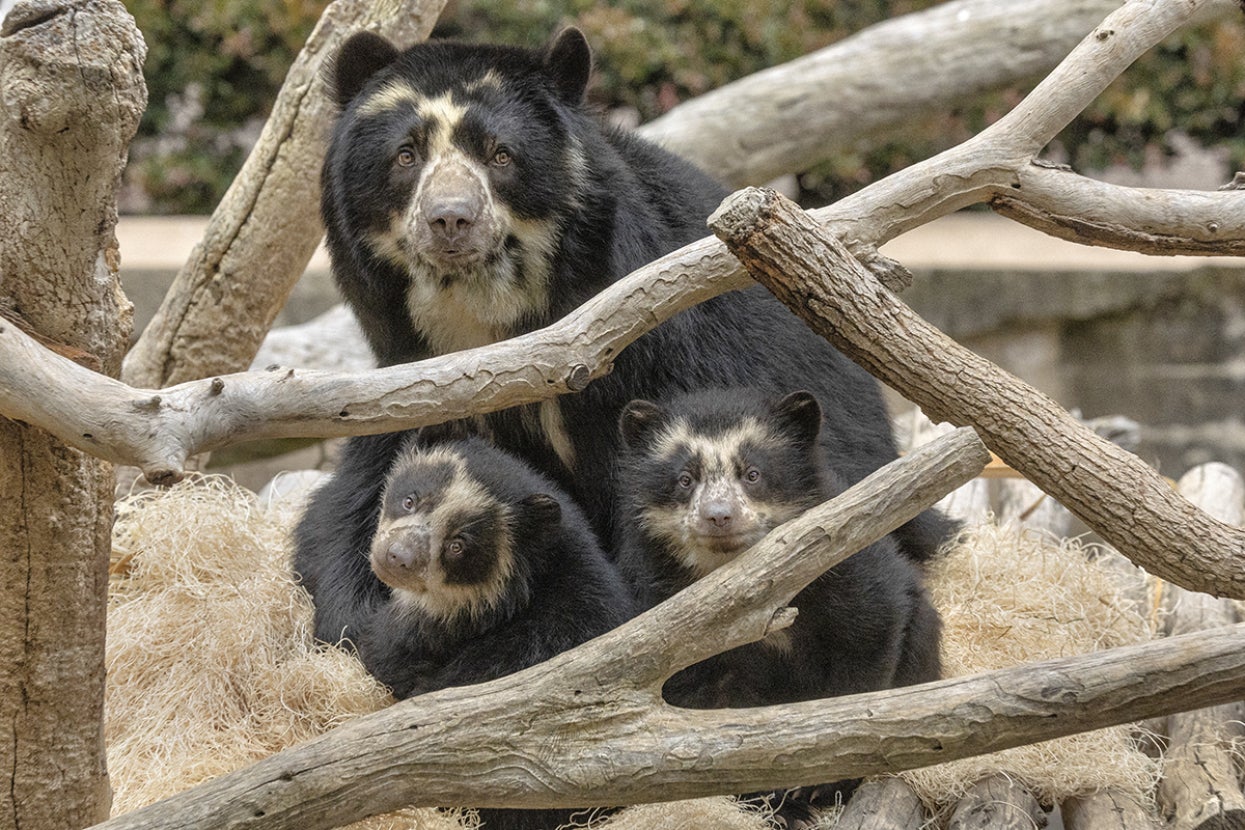 Andean bear mother with two cubs