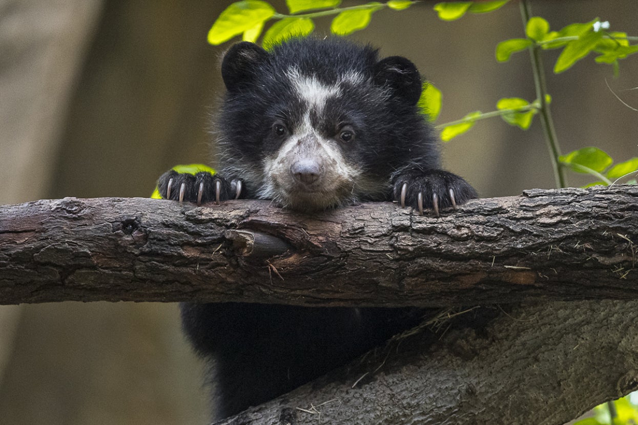 Andean bear cub