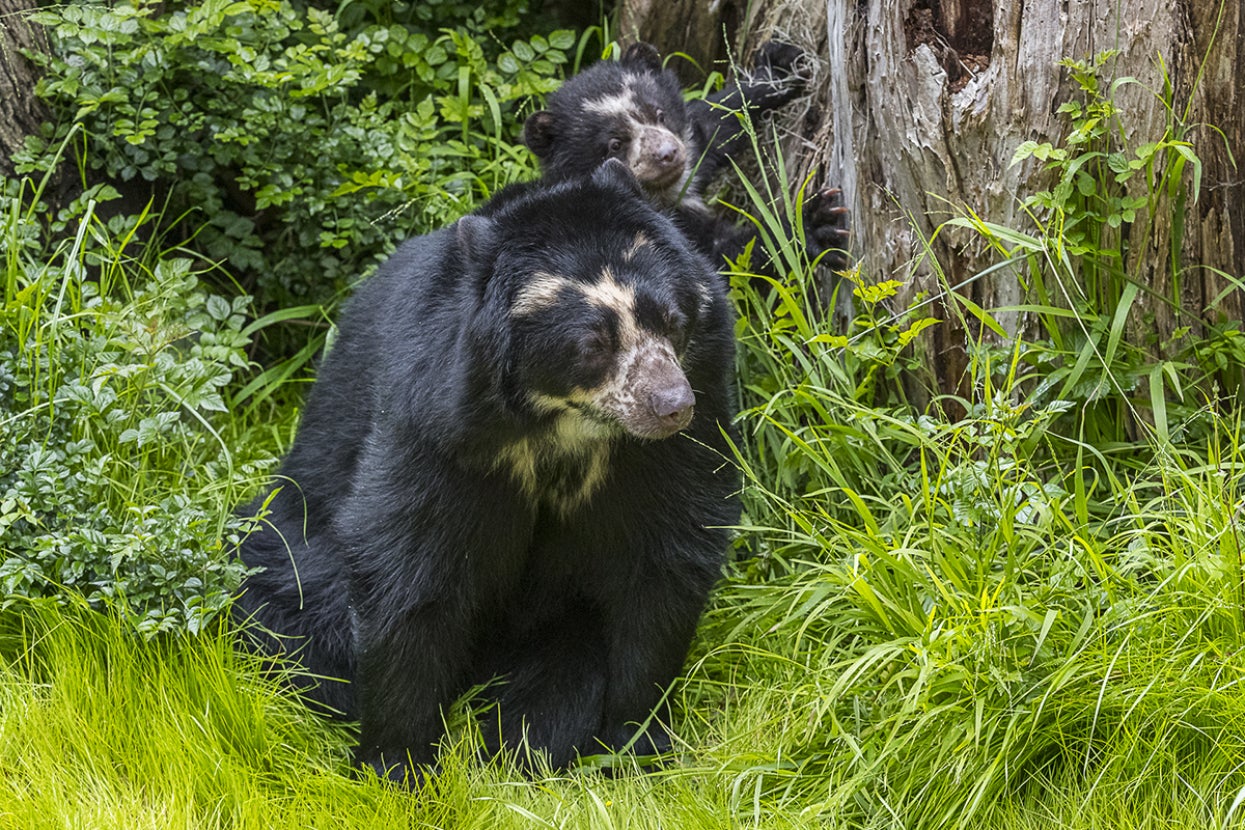 Andean bear mother and cub